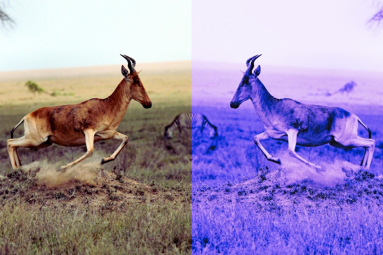 "Ostateczny gatunek inwazyjny" czy nadzieja medycyny? "Organizmy lustrzane" podzieliły naukowców Następna katastrofa czy nadzieja medycyny? "Organizmy lustrzane" budzą spór