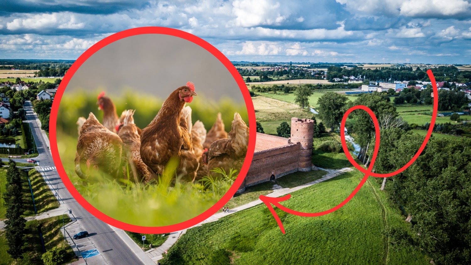 Cedrob inwestuje 470 mln zł na Mazowszu. Gigant drobiarski z impulsem dla regionu W tle Ciechanów. Kury z czewonym kółku i czerwona strzalka.
