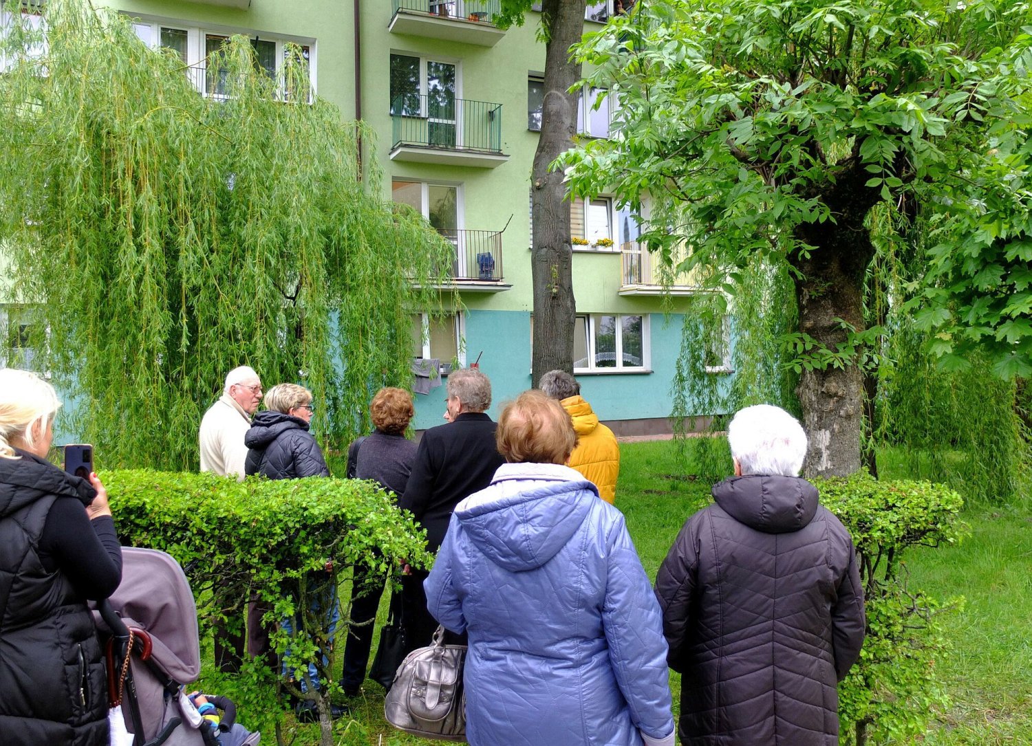 W sieci można już kupić liście ze "świętego drzewa" z Parczewa.