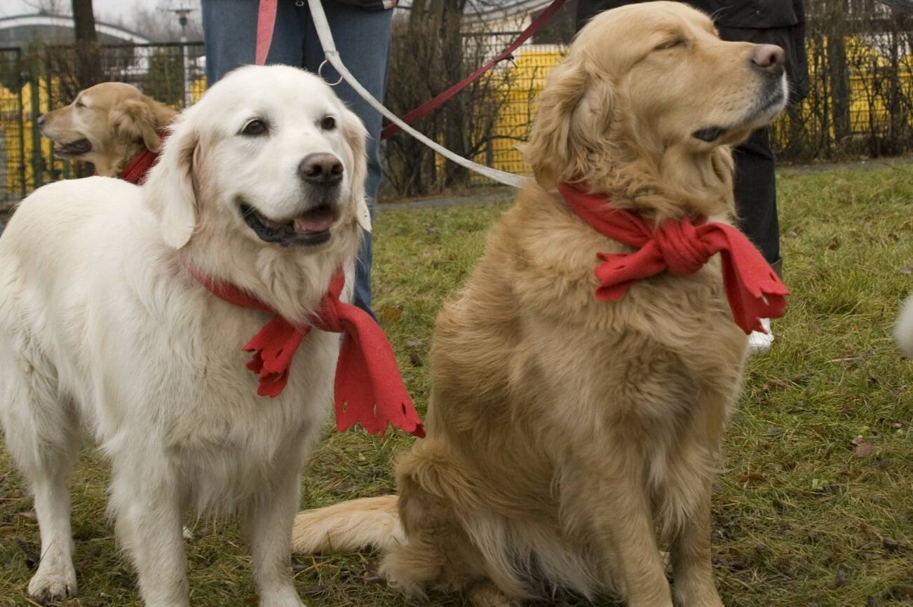 Politycy obiecują, że złożą projekty o zniesienie podatku od psa.