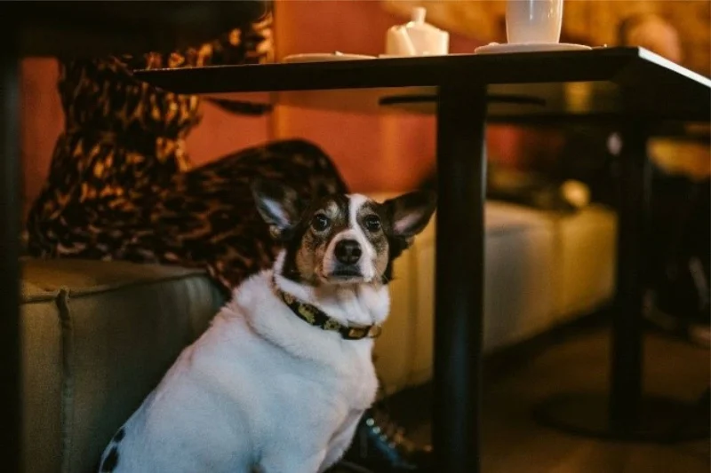 Dobry petsitter ma wiedzę m.in. z psychologii zwierząt.