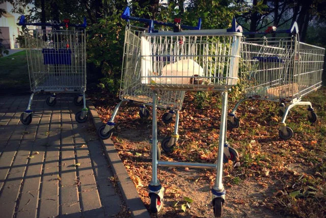 Codziennie w okolicach bemowskiego Tesco można spotkać nawet kilkadziesiąt wózków sklepowych.