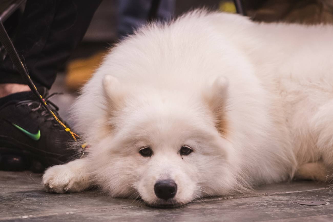 Ile wyniesie maksymalna stawka podatku od psa w 2024 roku?