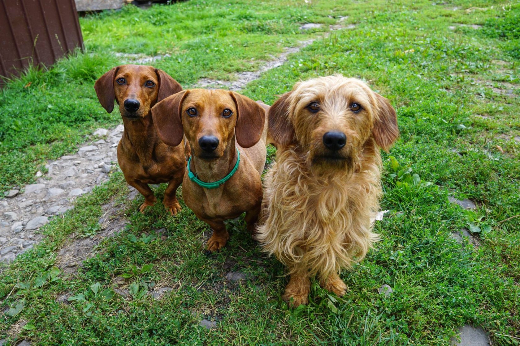 Twórcy 4Dogs wyszli z założenia, że ich klientami będą osoby chcące dostarczać swoim zwierzętom posiłki wysokiej jakości, ale nie mający czasu na ich codzienne przygotowywanie.