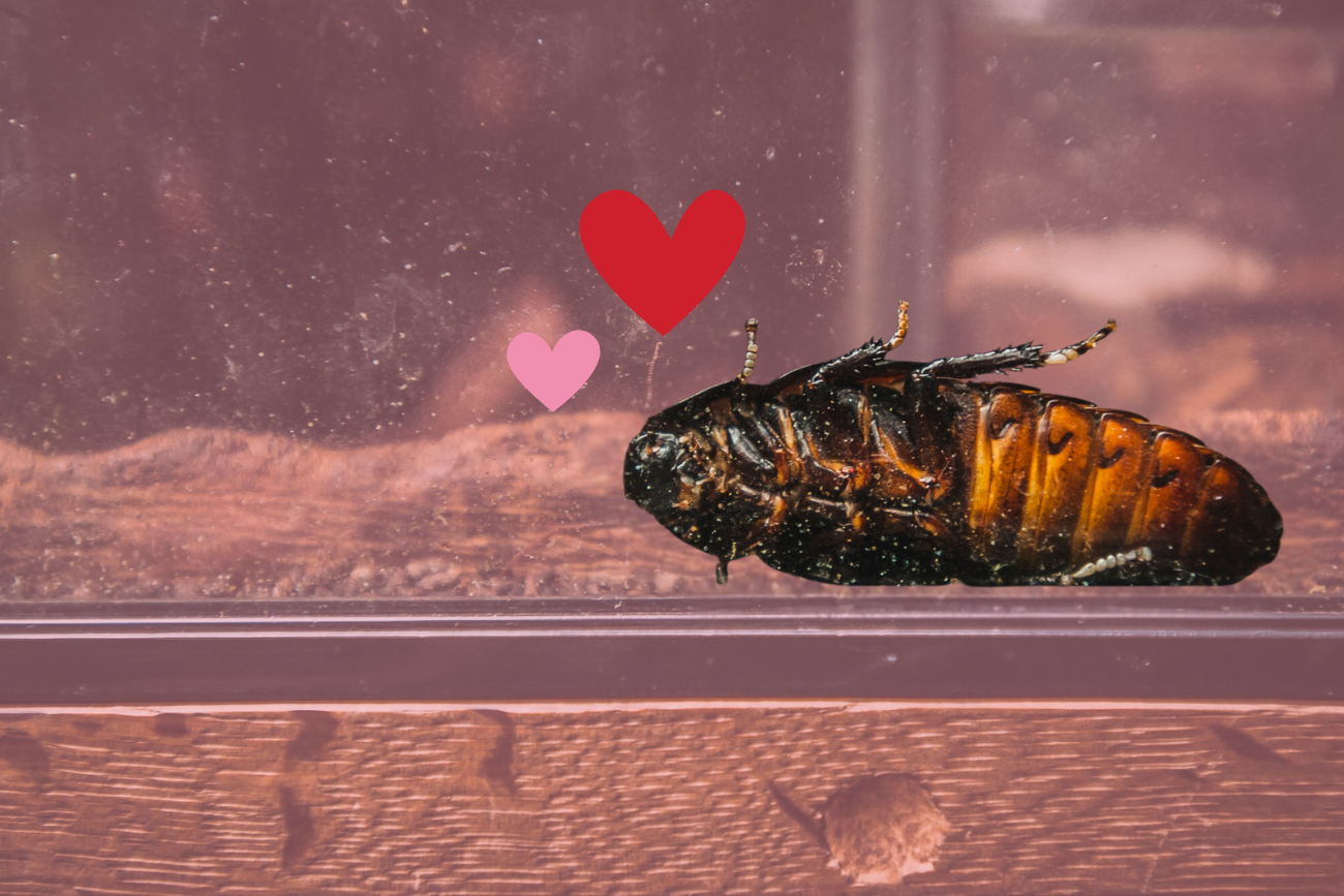 Kwota przeznaczona na adopcję karaczana zostanie przeznaczona na ochronę zagrożonych gatunków mieszkających w Orientarium Zoo Łódź.