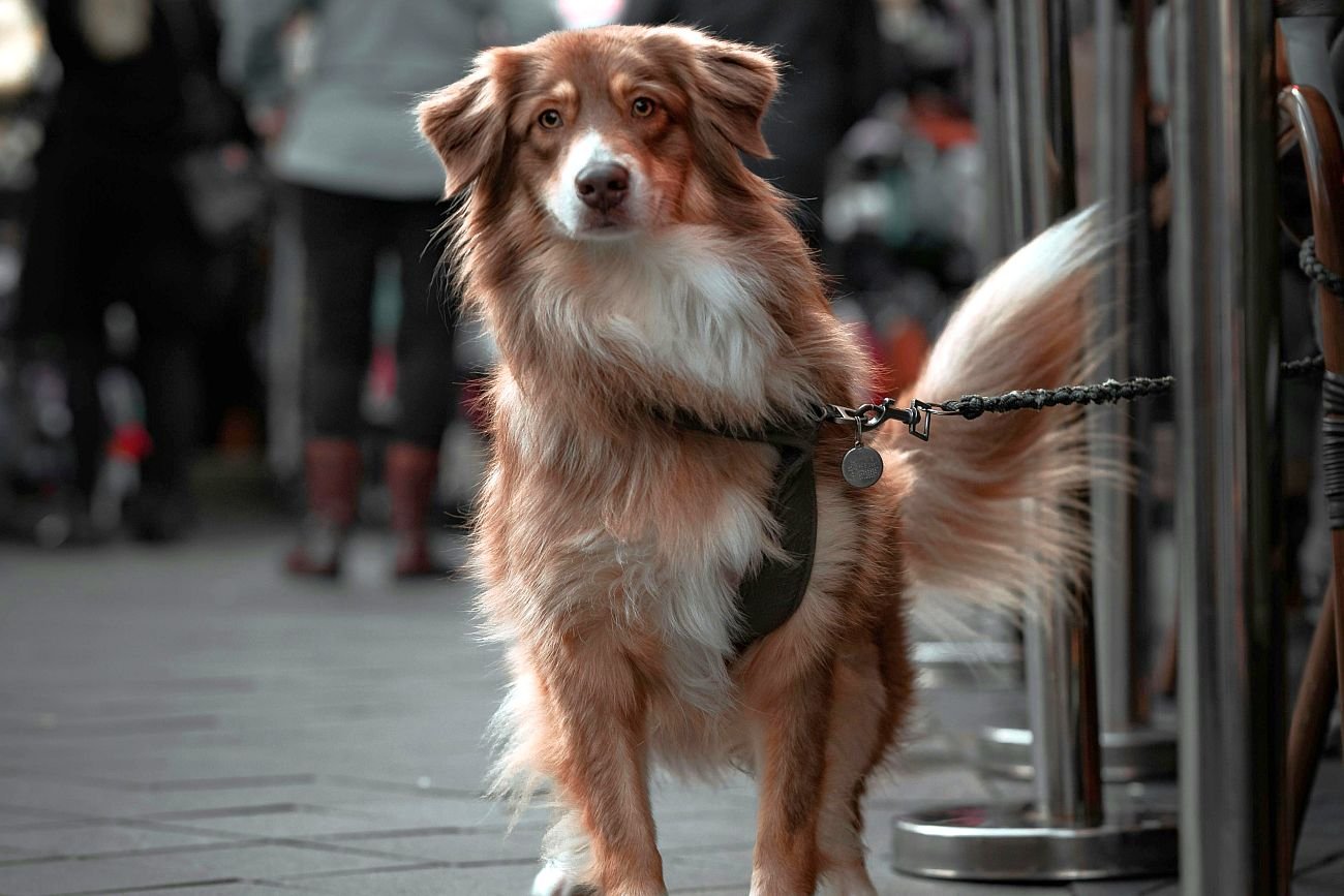 Zostawienie psa przed sklepem może kosztować człowieka nawet 500 złotych.