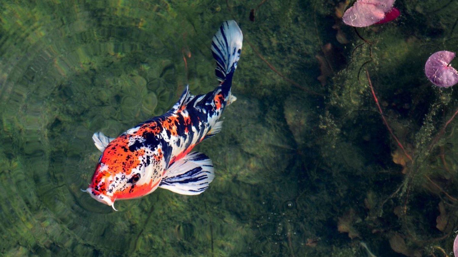 Najdroższa ryba na świecie warta jest prawie 7 mln zł. To karp koi, który w 2017 roku zwyciężył w zawodach All Japan Koi Show.