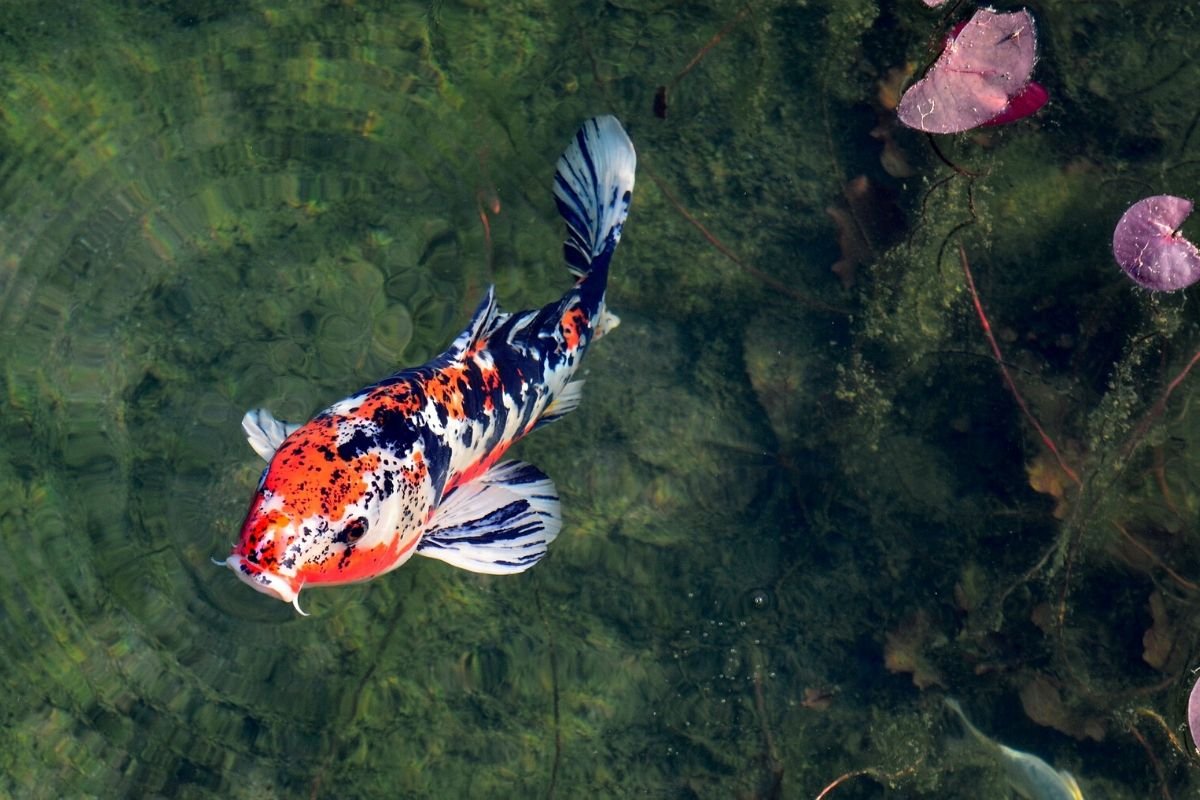 Najdroższa ryba na świecie warta jest prawie 7 mln zł. To karp koi, który w 2017 roku zwyciężył w zawodach All Japan Koi Show.