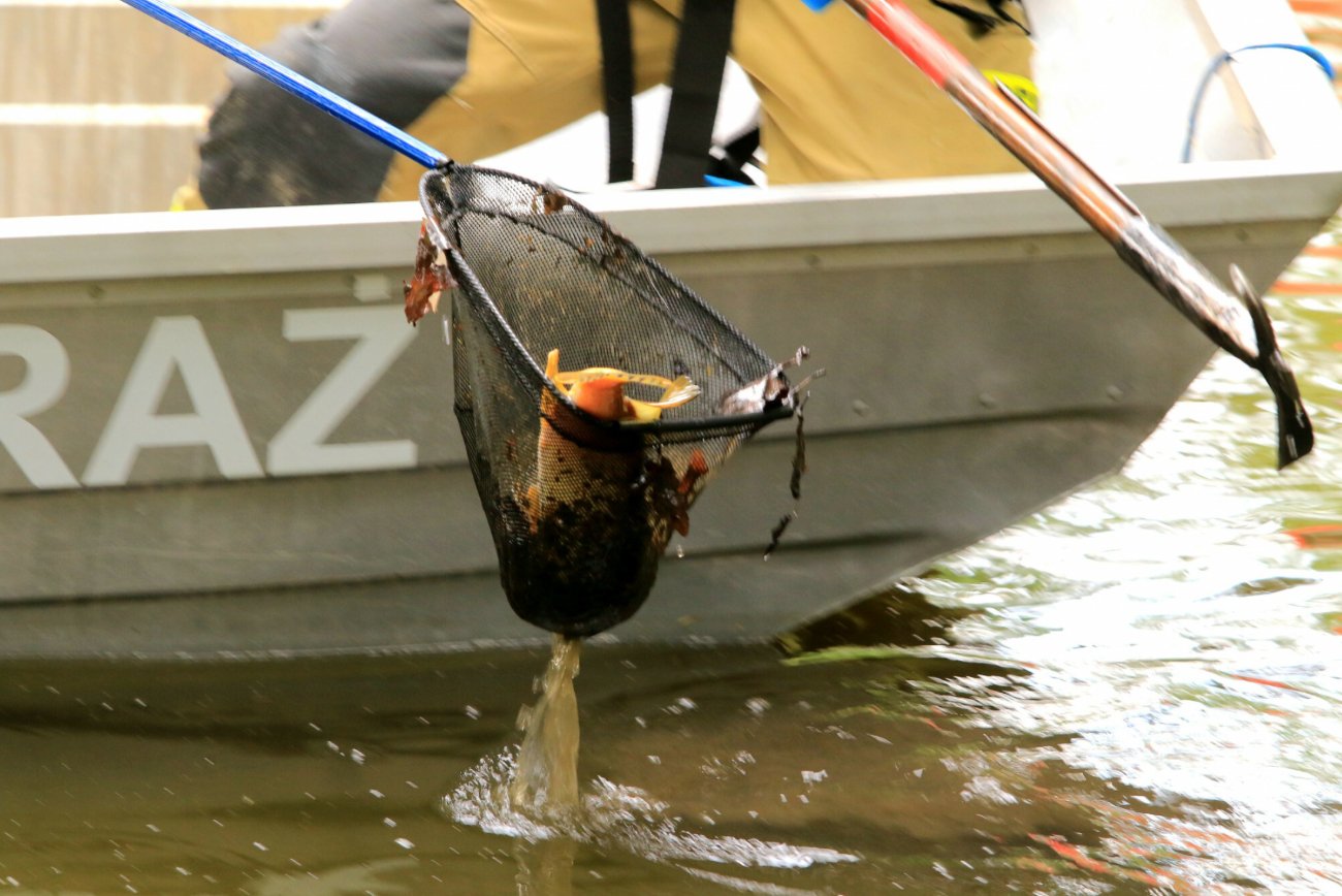 Martwe ryby wyłowione z Odry we Wrocławiu