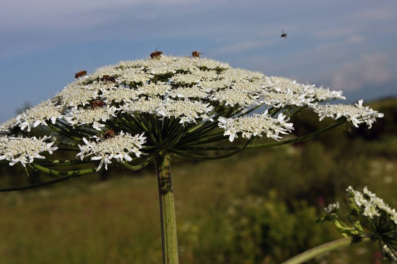 Naukowcy z Uniwersytetu Rolniczego w Krakowie opracowali nowatorską metodę walki z barszczem Sosnowskiego. Jest to niebezpieczna dla ludzi oraz zwierząt roślina, która może powodować oparzenia II i III stopnia. Dzięki uczonym populacja tych chwastów zosta
