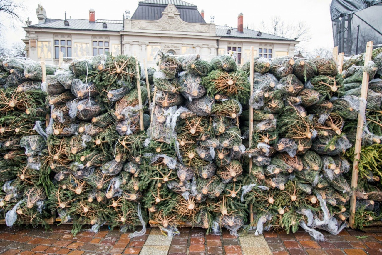 Choinki ułożone w stosiku