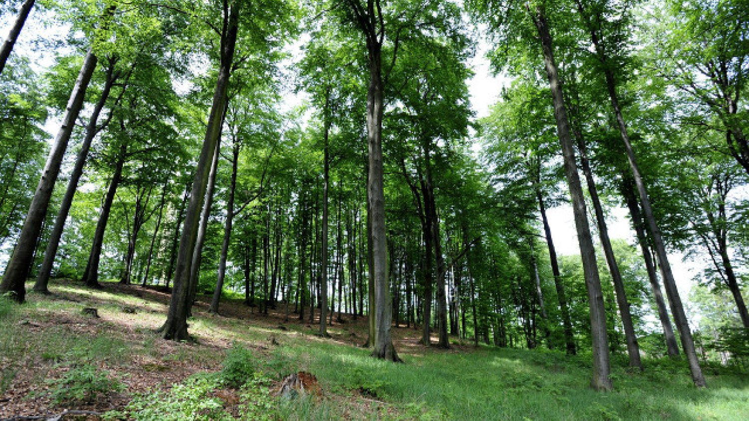 Z takiego bukowego lasu można wyciągnąć 500 euro dzięki sprzedaży certyfikatów za wchłanianie CO₂