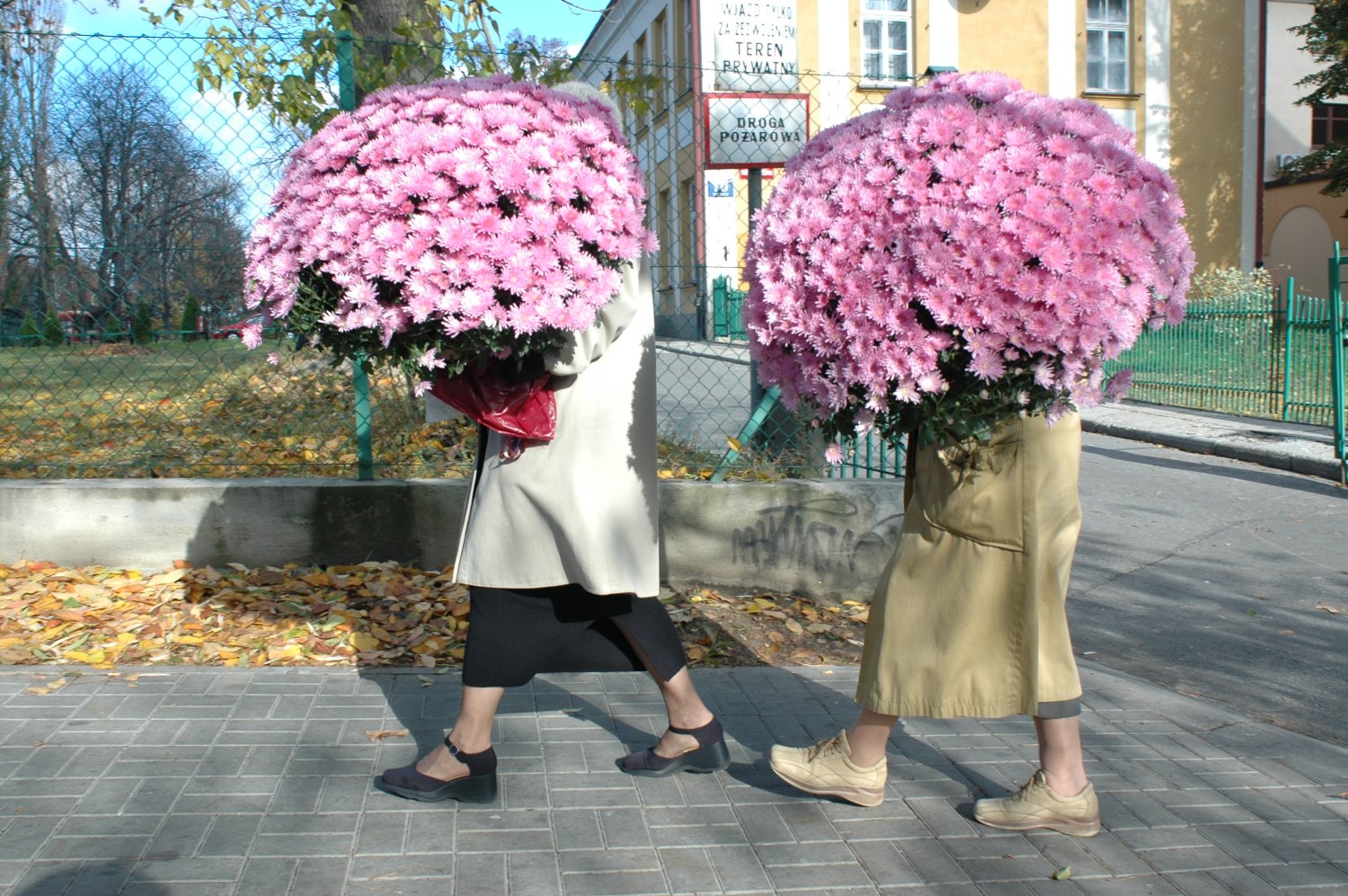Kwestia chryzantem okazała się w ostatnich dniach naprawdę ważna.