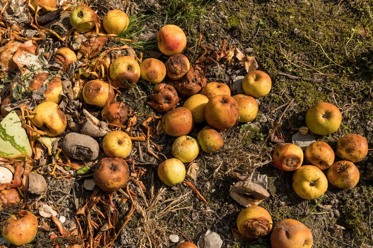 Wyrzucone, gnijące owoce i warzywa.