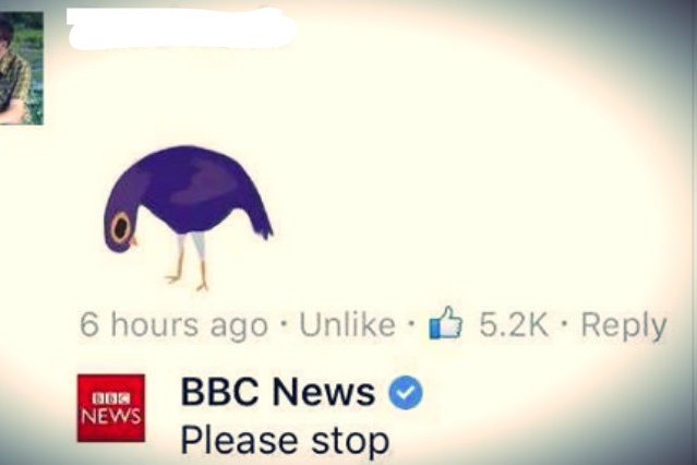 Nawet BBC ma dość tego pierzastego natręta.