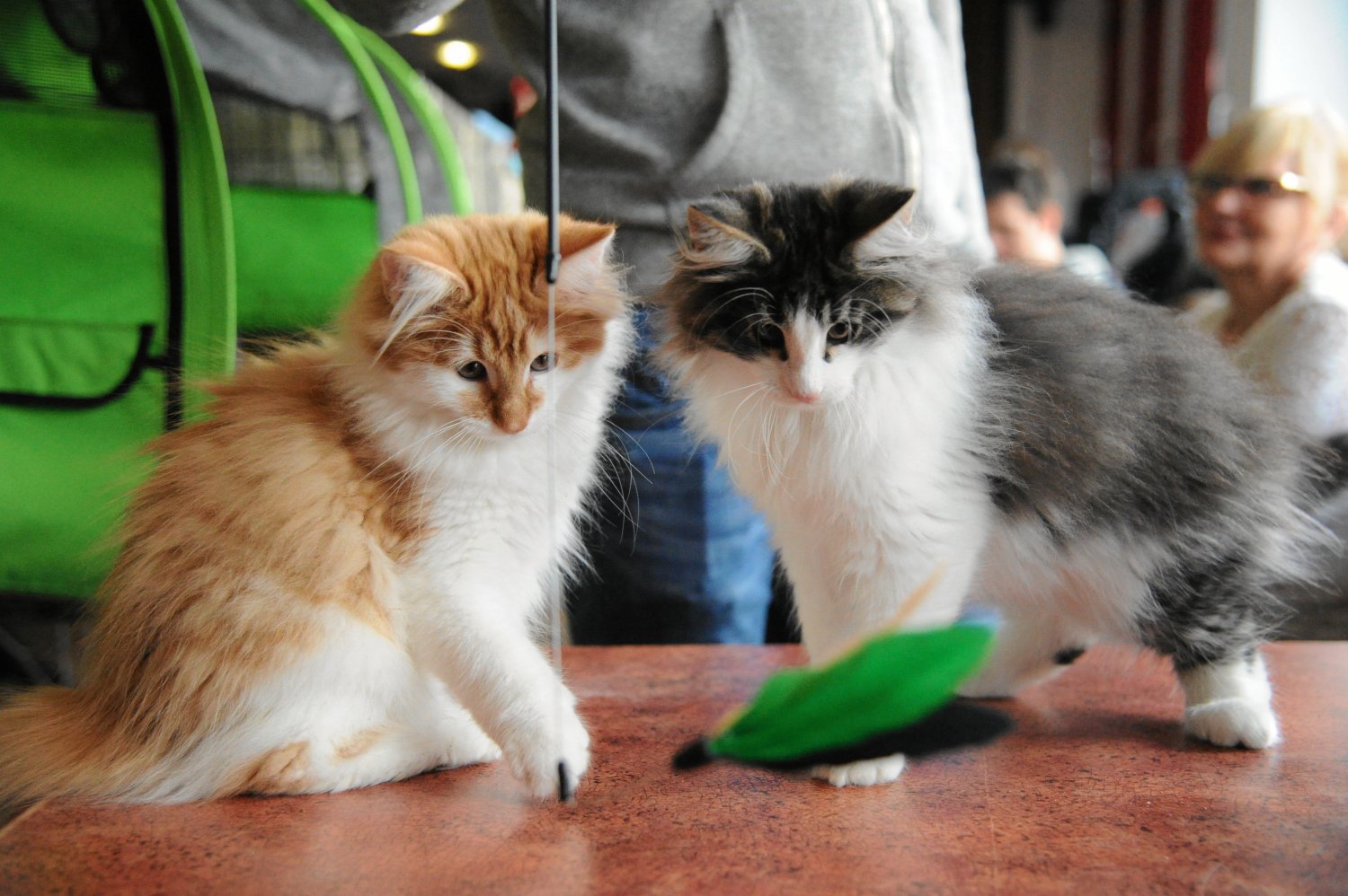 Naukowcy pokazali, jak bardzo towarzyskie są koty