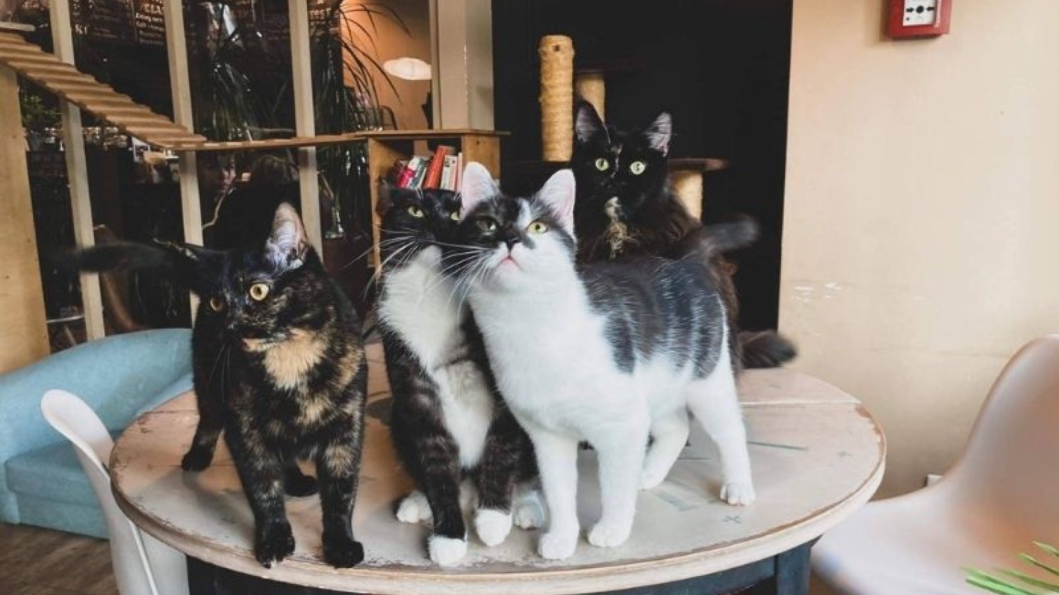 Warszawska kawiarnia Miau Cafe prosi internautów o wsparcie.