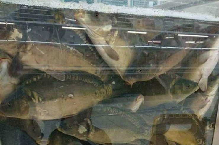 W takich warunkach trzymane są karpie w kieleckim Tesco