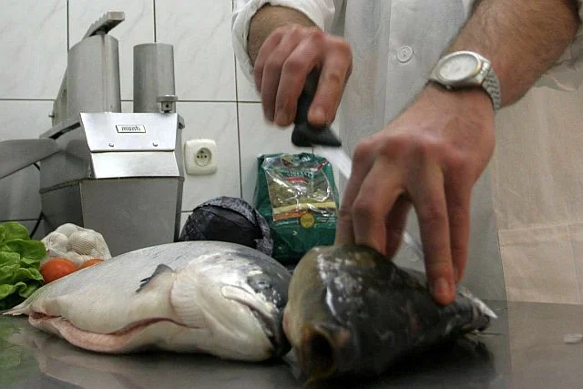 690 000 łososi uciekło z hodowli norweskiej firmy Marine Harvest. Zawierają antybiotyki groźne dla ludzi