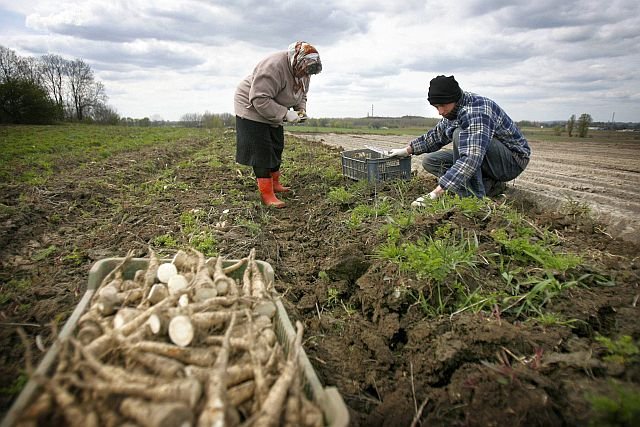 Producenci żywności za rzadko skarżą się na duże sieci, rząd chce to zmienić