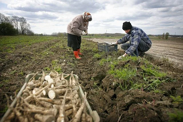 Producenci żywności za rzadko skarżą się na duże sieci, rząd chce to zmienić