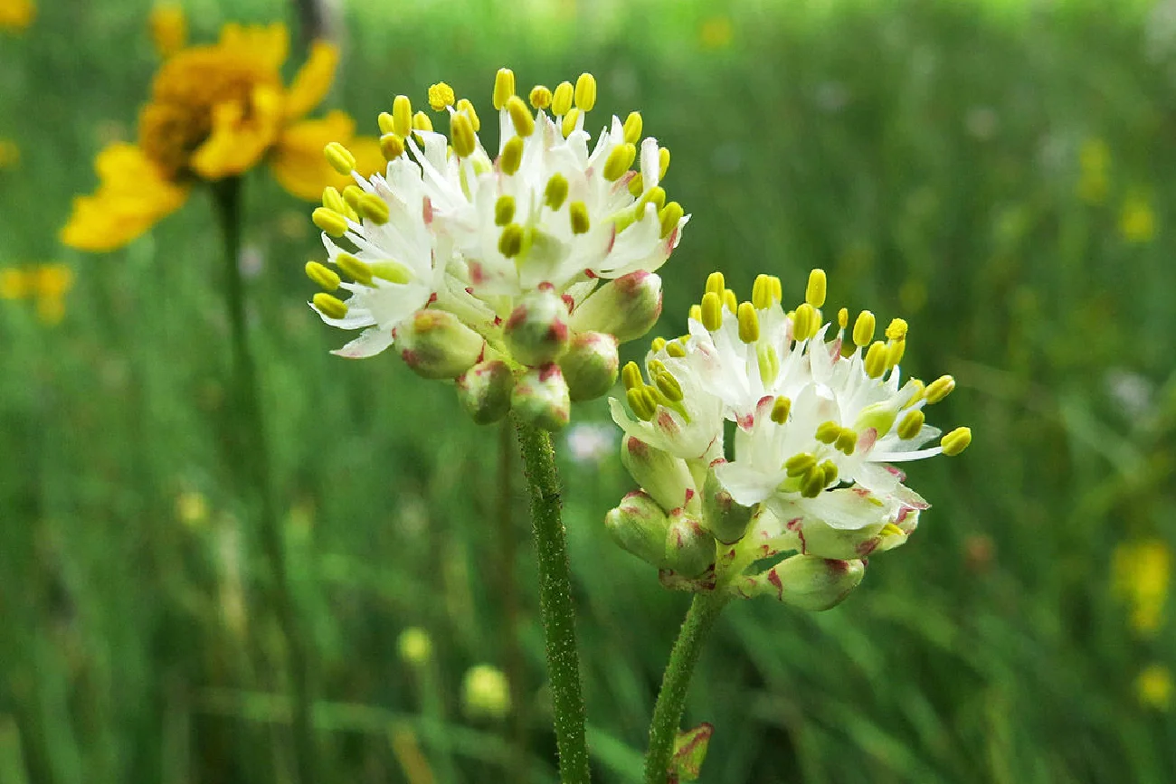 Triantha occidentalis - nowa roślina mięsożerna.