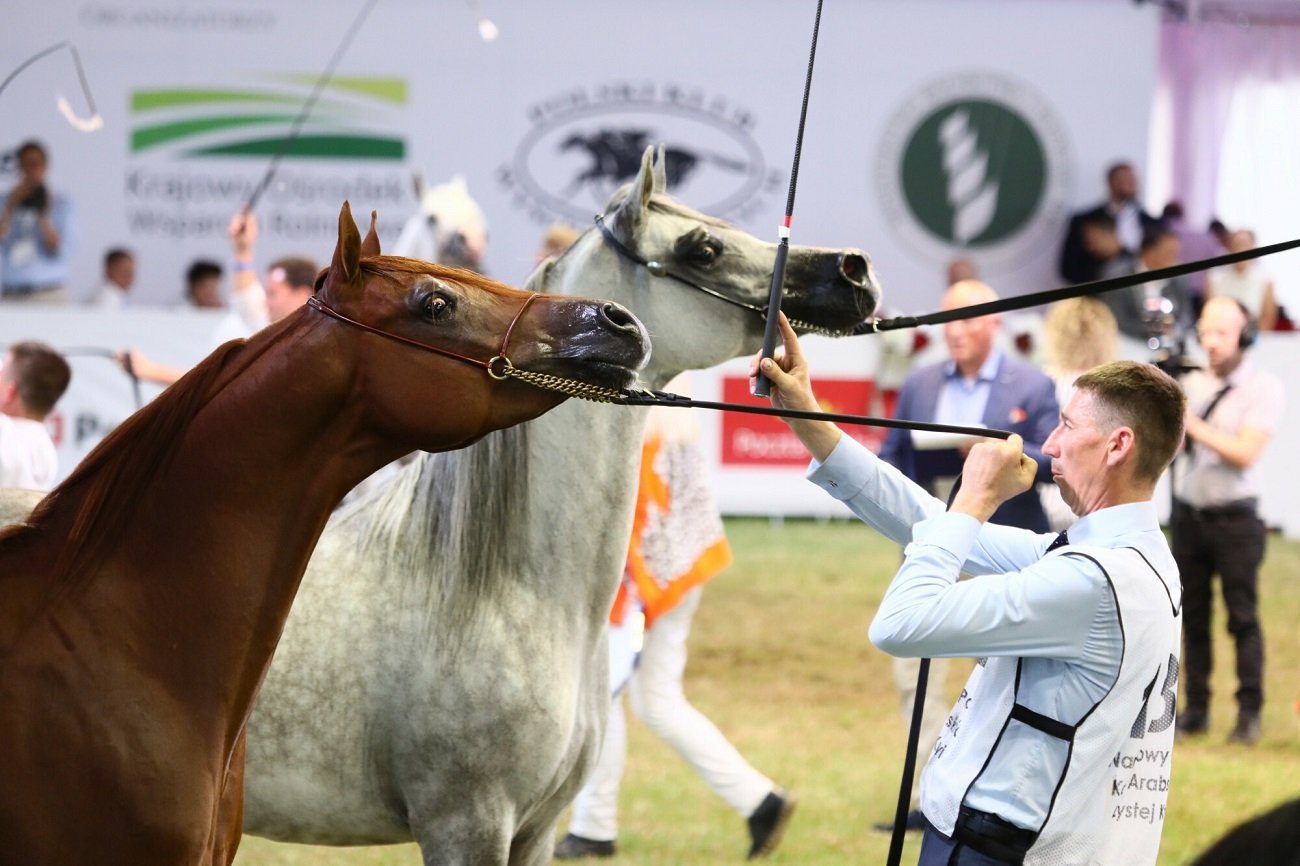 konie na aukcji Pride of Poland