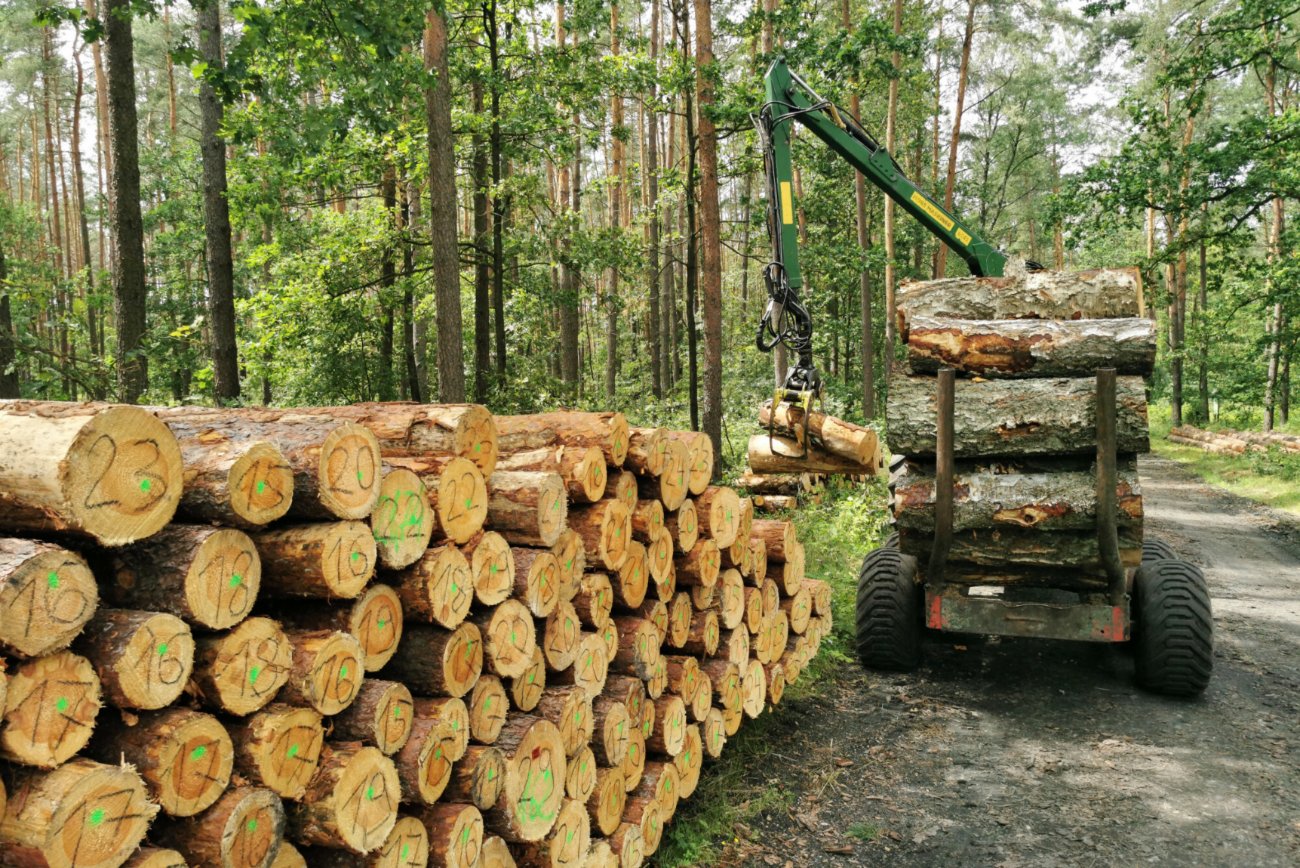 Wycinka drzew w lesie