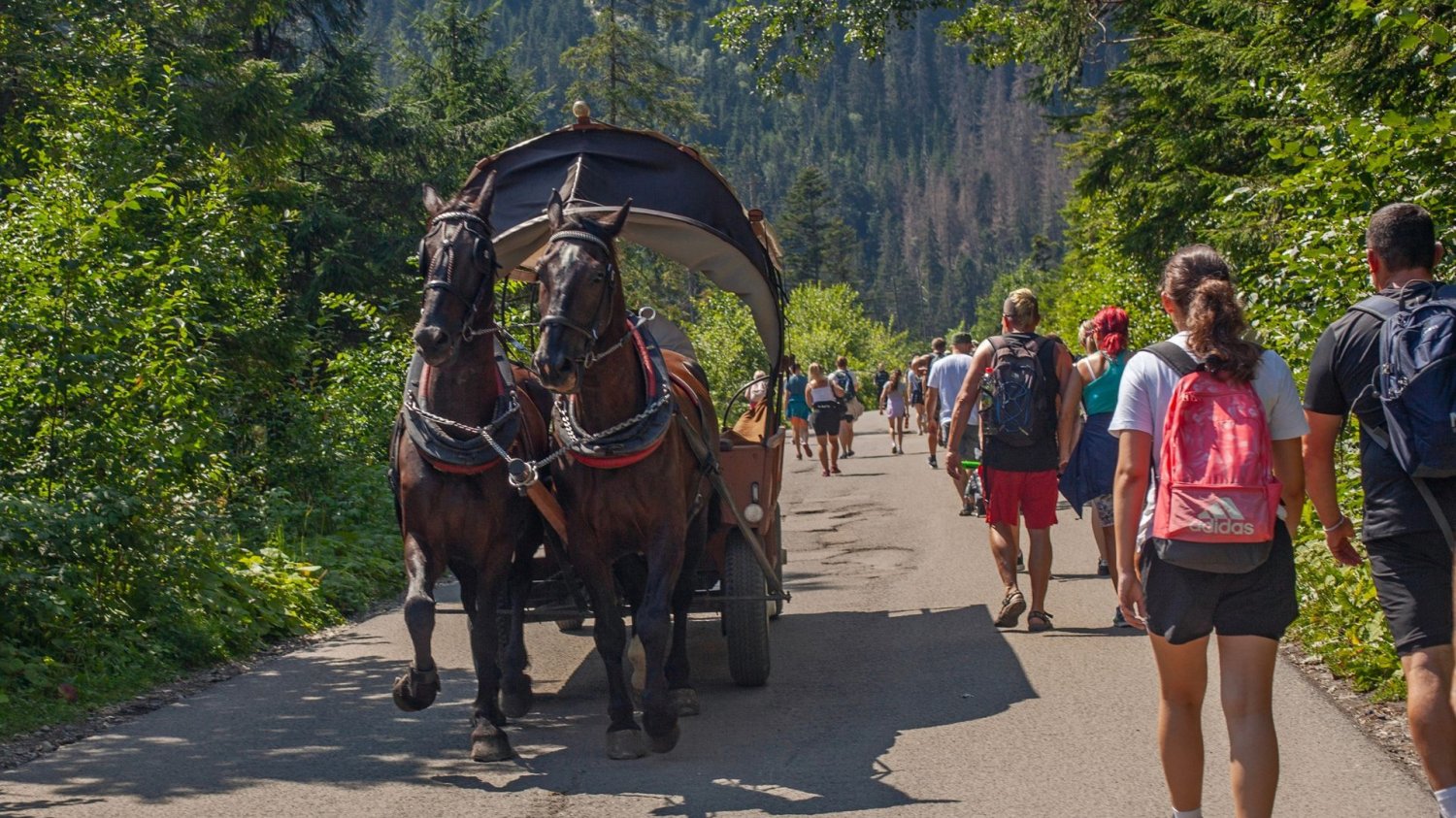 Morskie Oko znowu otwarte, wracają busy. Tyle dutków za bilet Konie z powozem i trasa do Morskiego Oka.