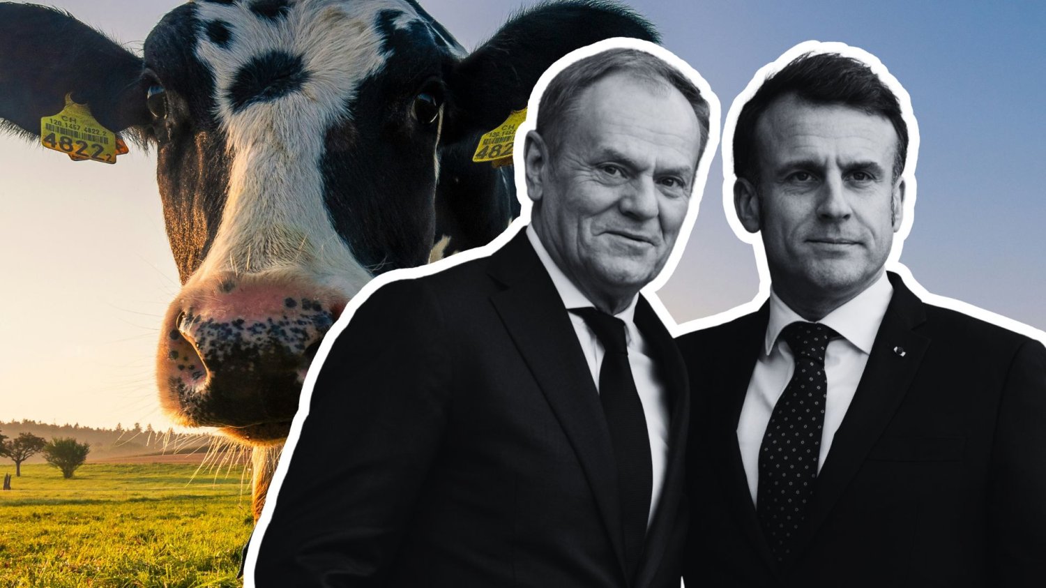 Donald Tusk i Emmanuel Macron na tle pasącej się krowy