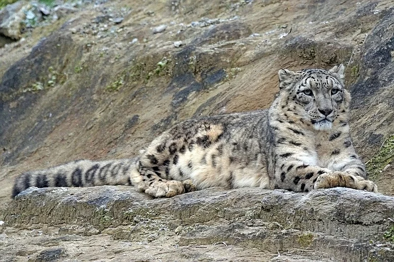 Rozwijana przez Microsoft sztuczna inteligencja pomaga organizacji Snow Leopard Trust lepiej chronić śnieżne pantery