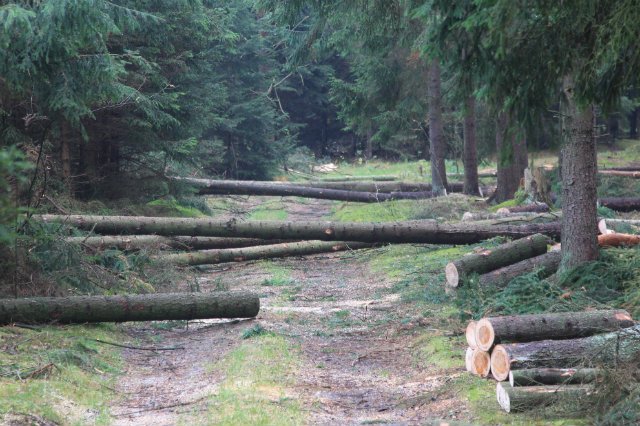 Lasy Państwowe wydadzą 80 mln na budowę dróg