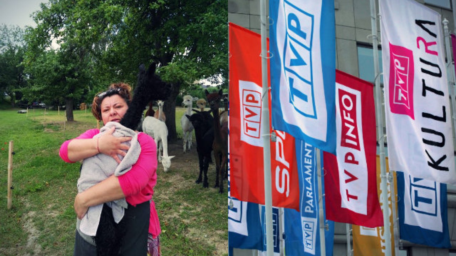 Ewa Godlewska-Jeneralska na Woronicza przepracowała 30 lat, będąc w tym czasie m.in. wydawcą Panoramy. Z TVP wymiotła ją dopiero dobra zmiana. Dzisiaj byłą dziennikarkę spotkać możemy w...hodowli alpak