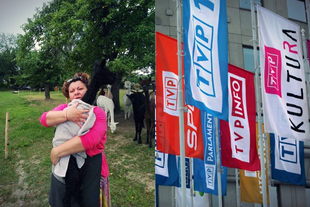 Ewa Godlewska-Jeneralska na Woronicza przepracowała 30 lat, będąc w tym czasie m.in. wydawcą Panoramy. Z TVP wymiotła ją dopiero dobra zmiana. Dzisiaj byłą dziennikarkę spotkać możemy w...hodowli alpak