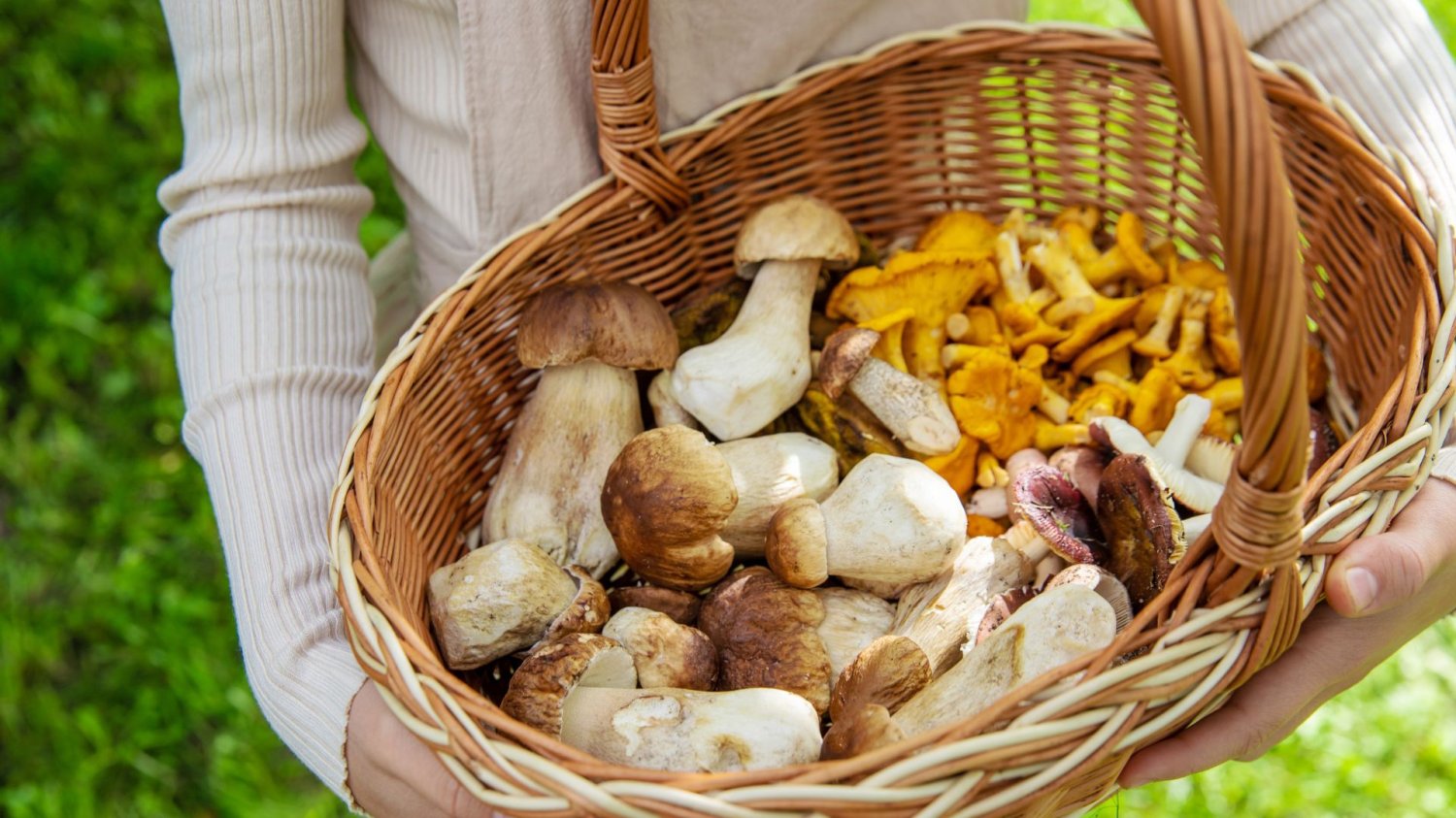 Kurki nawet 45 zł za kilogram. Sezon na grzybobranie na pełnym gazie Koszyk pełen grzybów.