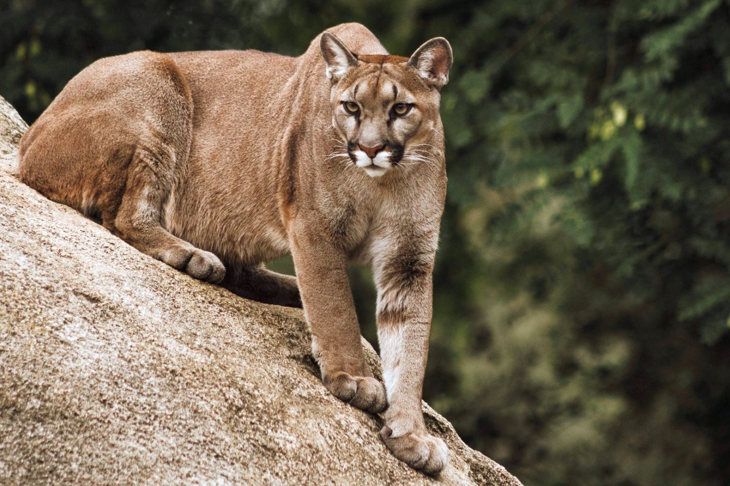 Wielki kot, wielki strach. W zachodniopomorskich lasach grasuje puma kuguar
