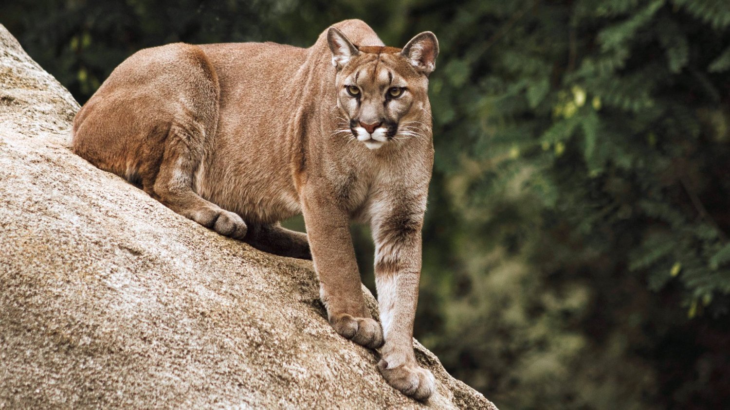 Wielki kot, wielki strach. W zachodniopomorskich lasach grasuje puma kuguar