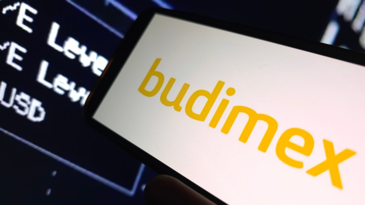 logo budimex na smartfonie