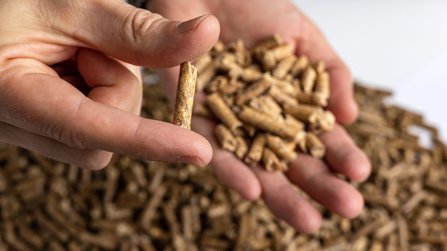 pellet.