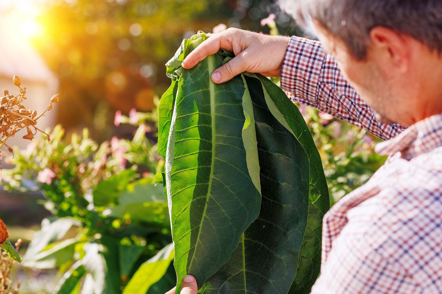plantator tytoniu