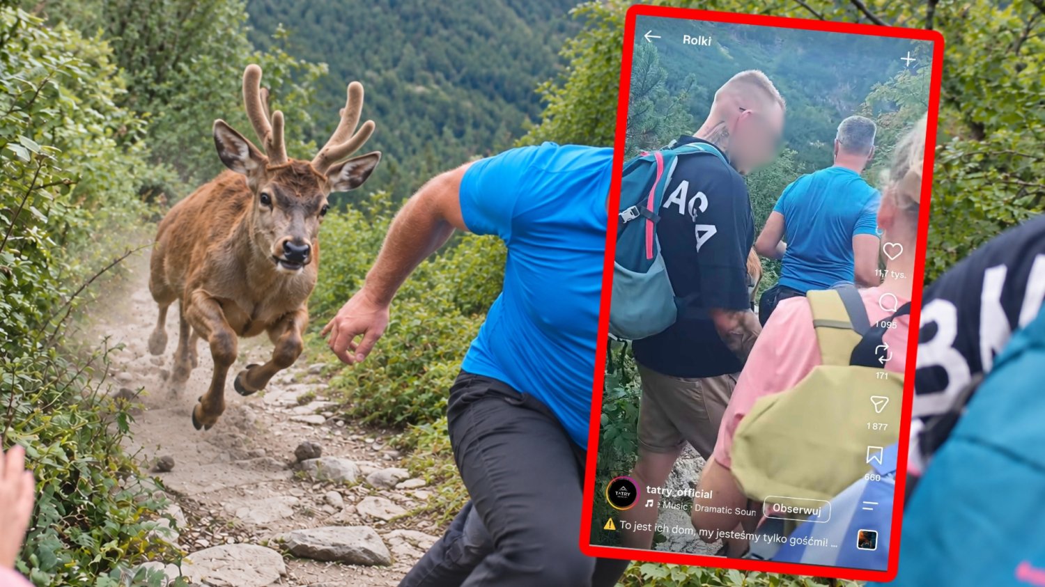 Turyści prowokali jelenia w Tatrach. Internauci: "Idioci, potocznie zwani ludźmi" Jeleń goni turystów na szlaku w górach. Screenshot z nagrania na instagramie.